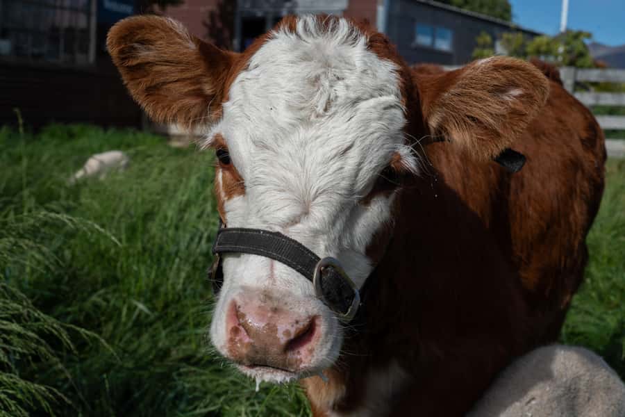 Lake Tekapo: Guided Petting Zoo Visit - Why the $11 price works