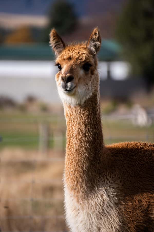 Lake Tekapo: Guided Petting Zoo Visit - Practical tips for making the most of it