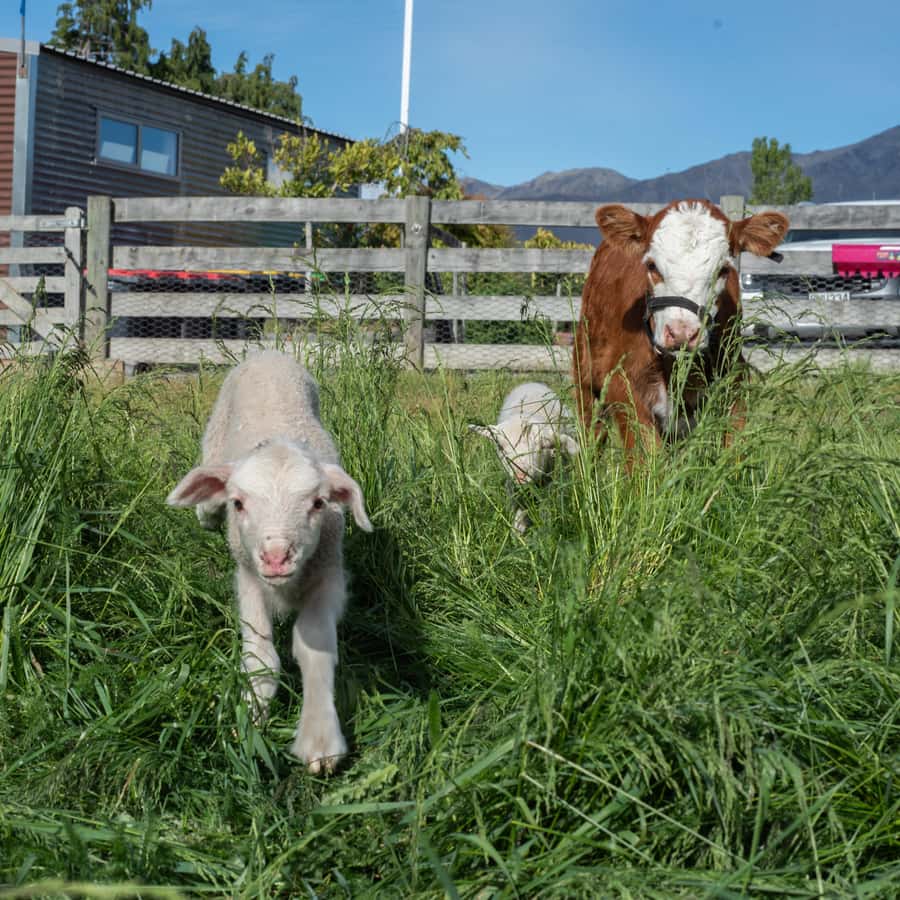 Lake Tekapo: Guided Petting Zoo Visit - What the guide adds to a short experience
