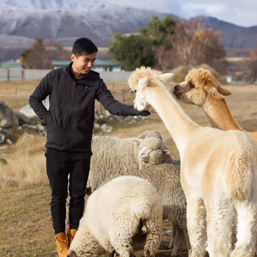 Lake Tekapo: Guided Petting Zoo Visit - How it fits into a Lake Tekapo day