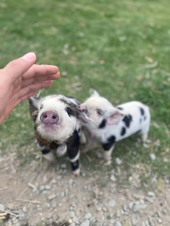 Lake Tekapo: Guided Petting Zoo Visit - Feeding Merino sheep, alpacas, pigs, and rabbits