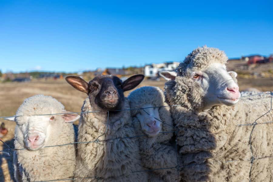 Lake Tekapo High Country Farm Tour (Carbon Positive) - Key things to know