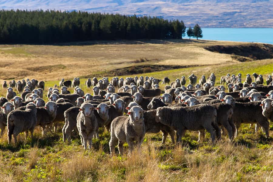Lake Tekapo High Country Farm Tour (Carbon Positive) - The private Mt. John lookout