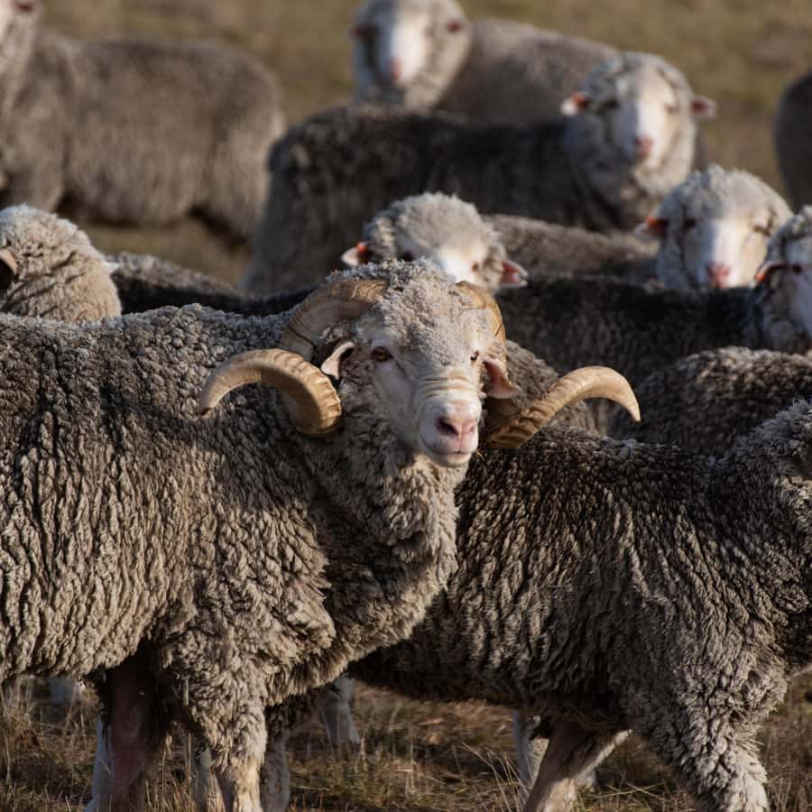 Lake Tekapo High Country Farm Tour (Carbon Positive) - Finishing with alpacas