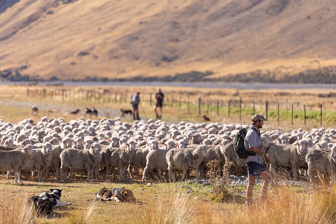 Lake Tekapo Scenic Wilderness Cass Valley Tour - Who should book the Cass Valley tour?