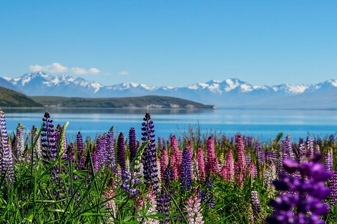Lake Tekapo to Mt Cook One-Way Small Group Tour - Key points at a glance