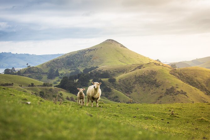 Larnach Castle Tour & Wildlife Cruise (Dunedin Shore Excursion) - Crossing the Otago Peninsula by road