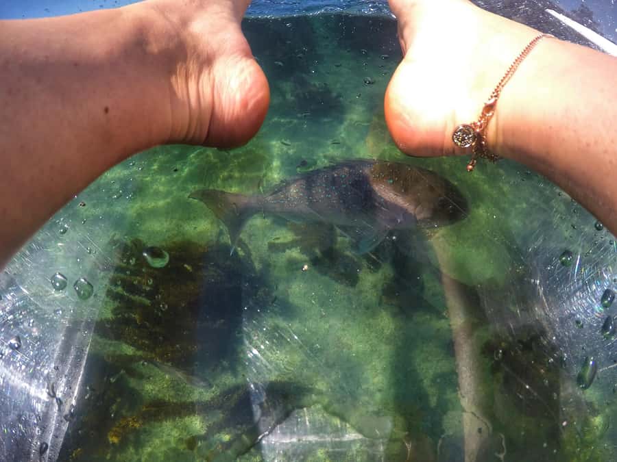 Leigh: Goat Island Clear Kayak Rental - The 60-minute paddle and what you may see