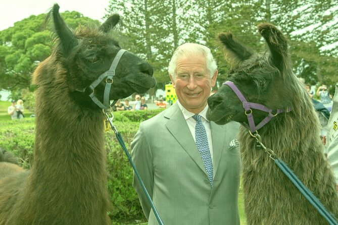 Llama Trek (Half-day) - Kaikoura Bay, Beaches & Seal Colony - Meeting your llama at Kaikōura Bay