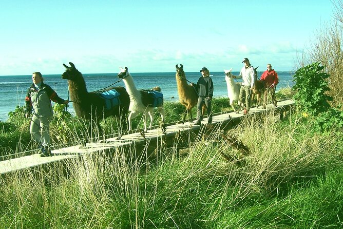 Llama Trek (Half-day) - Kaikoura Bay, Beaches & Seal Colony - Ohau Point and the fur seal colony