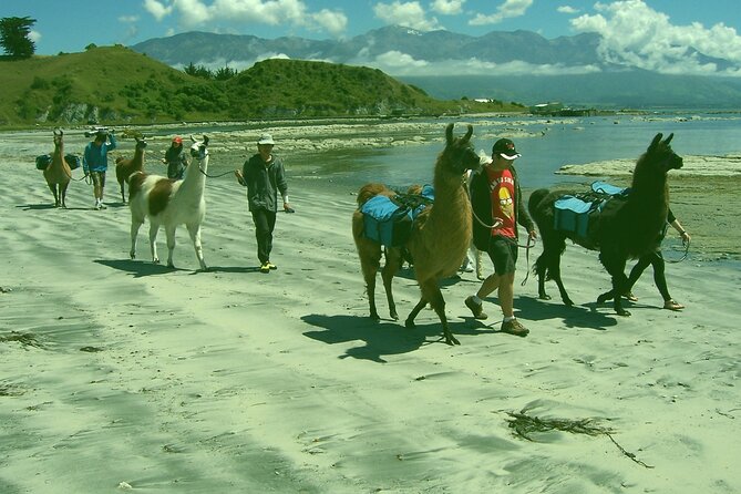 Llama Trek (Half-day) - Kaikoura Bay, Beaches & Seal Colony - The care behind the animal experience