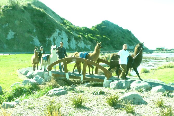 Llama Trek (Half-day) - Kaikoura Bay, Beaches & Seal Colony - Who will enjoy this half-day trek