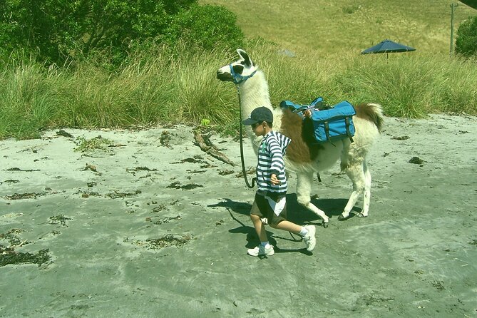 Llama Trek (Half-day) - Kaikoura Bay, Beaches & Seal Colony - Practical details that affect your choice