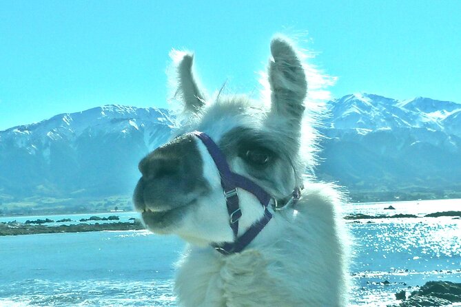 Llama Trek (Half-day) - Kaikoura Bay, Beaches & Seal Colony - Walking the beaches and peninsula coast