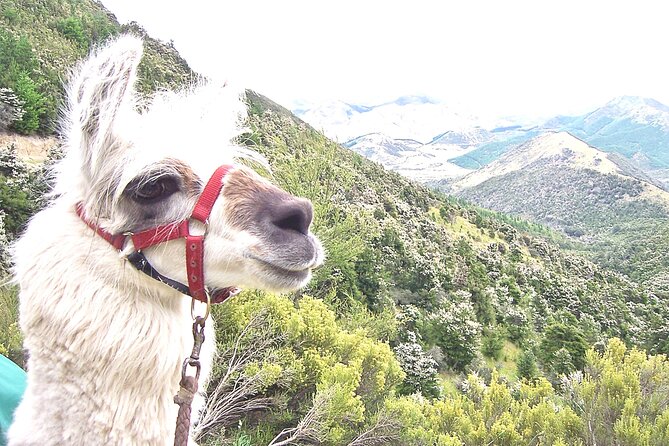 Llama Trek (Taster) - Kowhai River Valley and Native Woodland Tour - A 90-Minute Taster With a Clear Limit