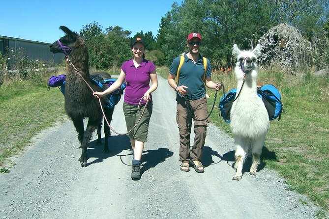 Llama Trek (Taster) - Kowhai River Valley and Native Woodland Tour - Is $83.16 Good Value for 90 Minutes?