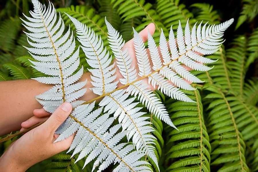Luxury Auckland & West Coast Day Tour with Maori Guide - Devonport adds cafés, views, and a village pause