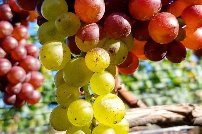 Luxury Private Auckland Wine & Beach Tour with Lunch - Who should book this private tour?