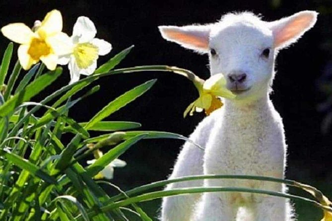 Lyttelton Cruise Excursions: Christchurch Sightseeing with Sheep Farm - A city and country day from Lyttelton