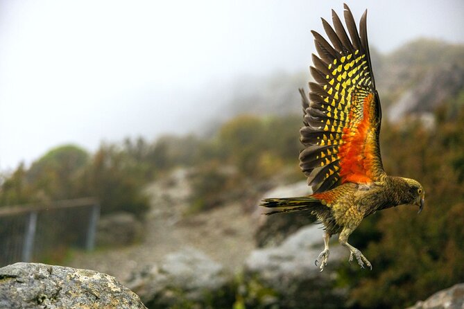Lyttelton Shore Excursion: Arthur's Pass Day Tour - Why Arthur’s Pass makes sense from Lyttelton