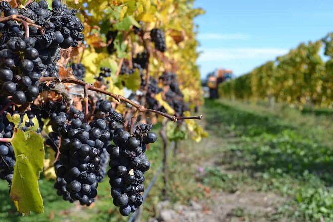Lyttelton Shore Excursion - City Highlights & Waipara Wine Tour - Torlesse Wines adds another style of tasting