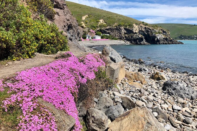 Lyttelton Shore Excursion - Guided Walking Tour and Picnic - What the $186.17 price includes