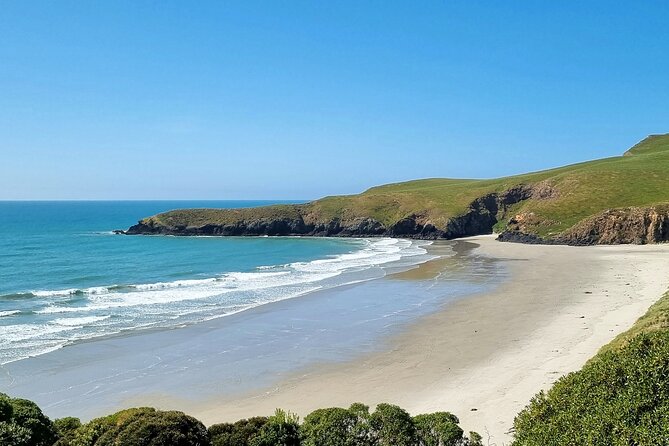 Mainland Peninsula Tour - The OPERA and the yellow-eyed penguin reserve