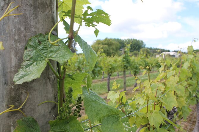 Marlborough Classic Wine Tasting Tour. - What happens at the cellar doors