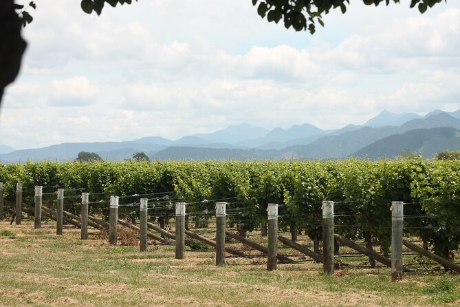 Marlborough Classic Wine Tasting Tour. - Is $105.50 good value?