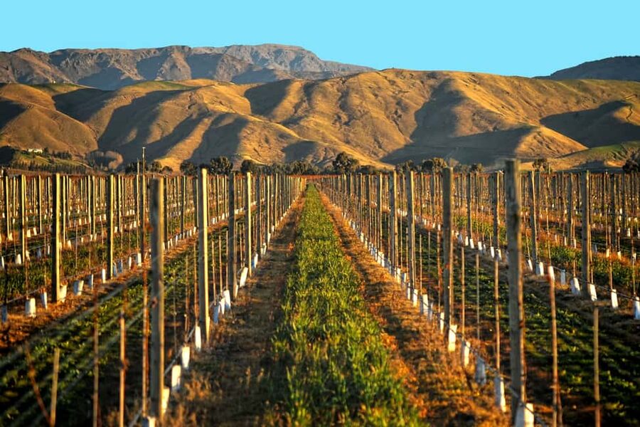 Marlborough Full Day Wine Tour from Picton - Is $120 good value?