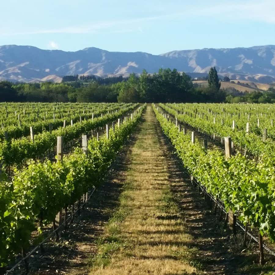 Marlborough Full Day Wine Tour - The 10 AM pickup and ride through the Wairau Valley