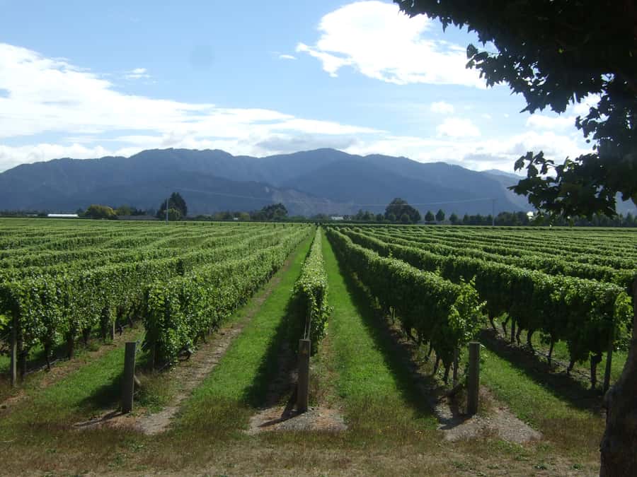 Marlborough Half-Day Wine Tour from Blenheim - Five cellar doors, with room for different wine tastes