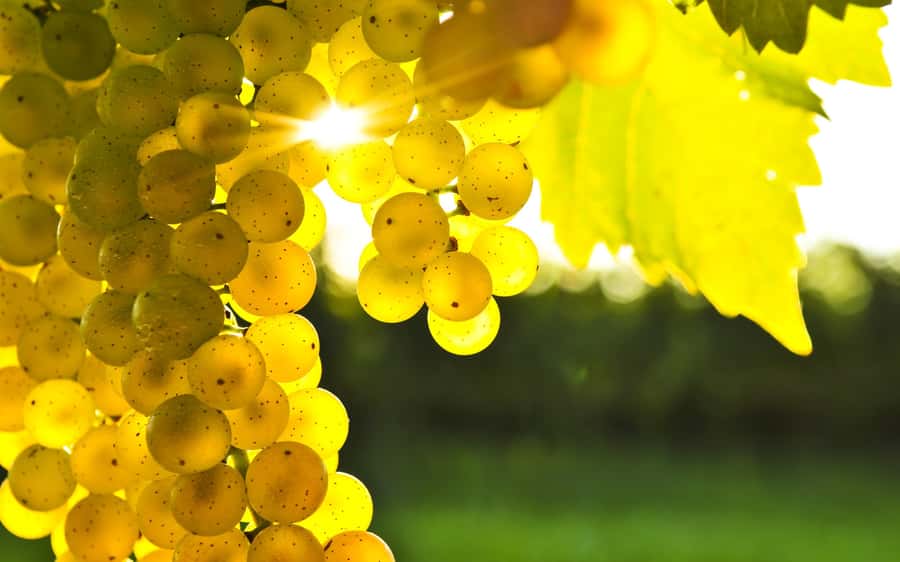 Marlborough Half-Day Wine Tour from Blenheim - Lunch at your own cost