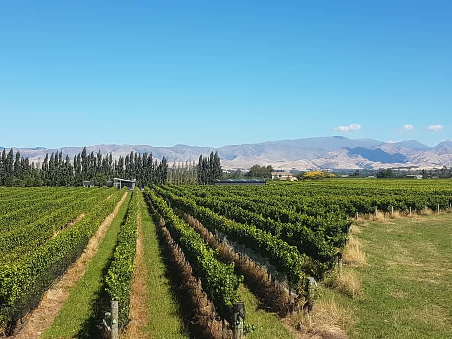 Marlborough: Half Guided and Half Self-Guided Bike Wine Tour - Weather, comfort, and practical limits