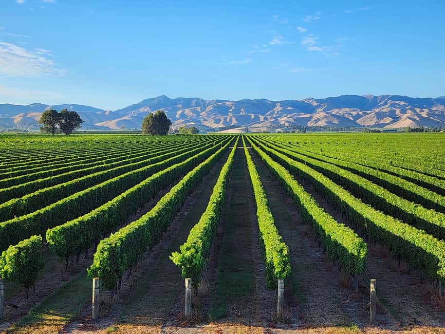 Marlborough Private Boutique Wine Tour - Boutique wineries beyond the usual circuit