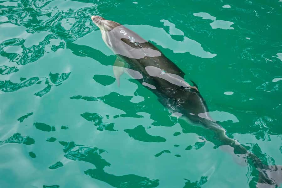 Marlborough Sounds and Ship Cove Cruise from Picton - Why this Picton cruise is worth your morning