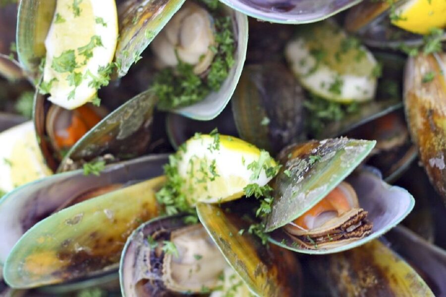 Marlborough Sounds: Greenshell Mussel Cruise - Timing, comfort, and practical planning