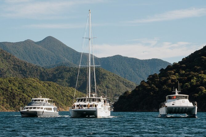 Marlborough Sounds Greenshell Mussel Tasting Cruise - Queen Charlotte Sound from the water