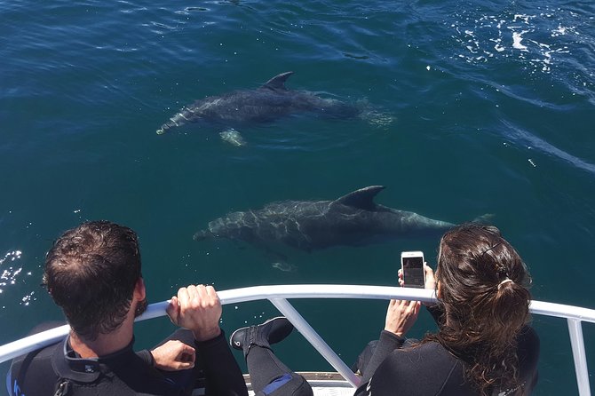 Marlborough Sounds Ultimate Cruise - Key things to know before you book