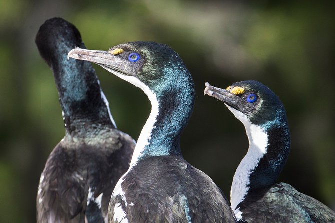Marlborough Sounds Ultimate Cruise - A practical half-day plan from Picton