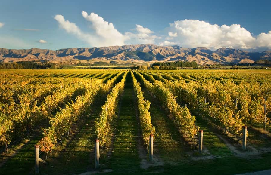 Marlborough: Wineries Visit and Tasting Session - Guides who make the drive part of the tour