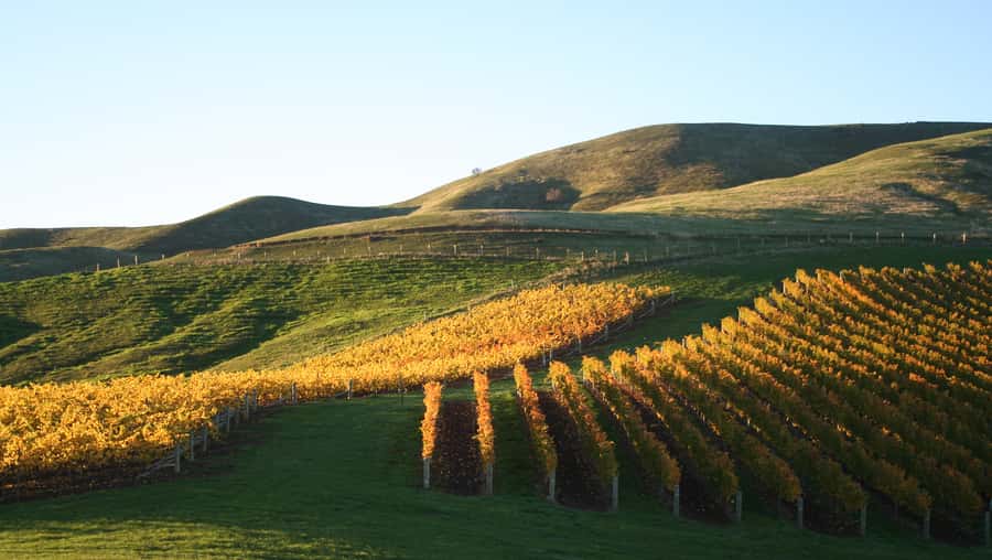 Marlborough: Wineries Visit with Tastings and 2-Course Lunch - The countryside is part of the experience