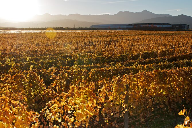 Marlborough Winery Tour - A Day of Cuisine & Wine 6hrs - Transfers, meeting points, and timing