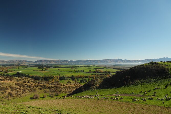 Merino Farm Experience - Inside the woolshed with merino fleece
