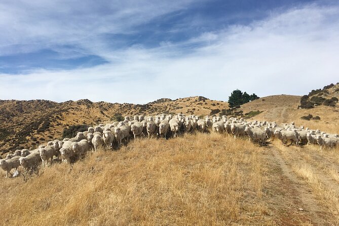 Merino Farm Experience - Meeting the working dogs