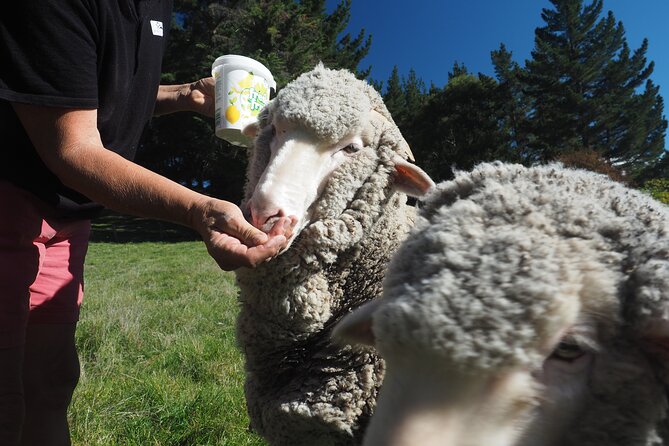 Merino Farm Experience - Flowers, vegetables, and home life