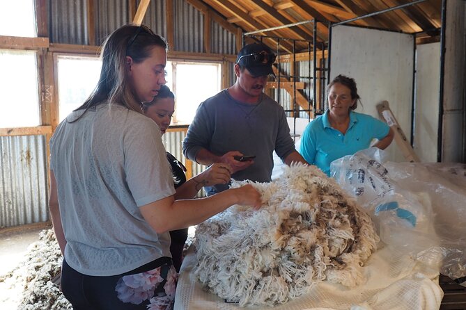 Merino Farm Experience - Feeding pet sheep and taking photos