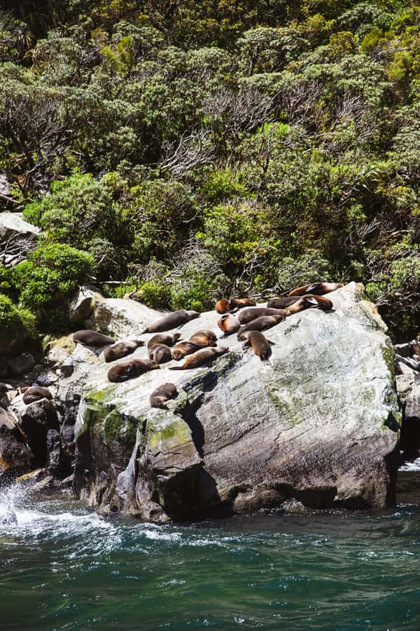 Milford Sound: 2-Hour Small Boat Scenic Cruise - Who will enjoy this cruise most?