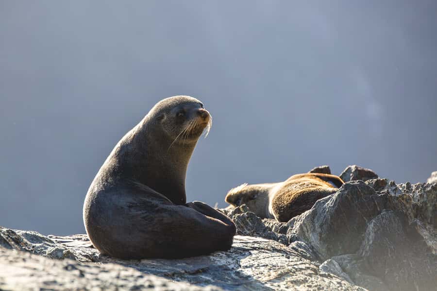 Milford Sound: 2-Hour Wildlife & Nature Cruise - Food, coffee, and the Haven vessel