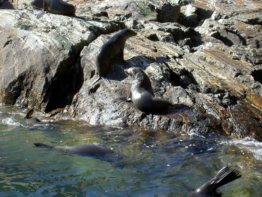 Milford Sound: Boutique Small-Boat Cruise - Getting to the terminal and allowing enough time